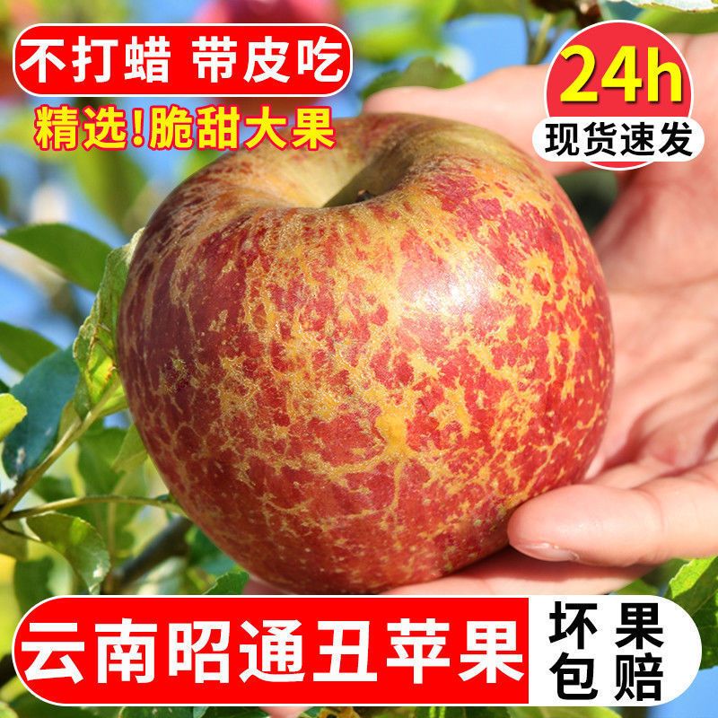 云南苹果今日新闻云南苹果多少钱一斤